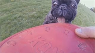 French Bulldog flying with funny moments  SLOWMOTION GoPro [upl. by Milla]