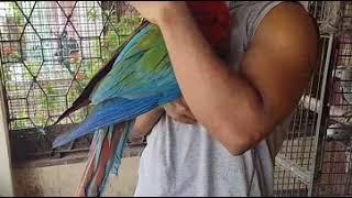 Green Wing macaw baby growing up in our nursery at KolkataIndia [upl. by Adlin347]