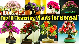 Best Flowering Plants for Bonsai MakingBonsai PlantBonsai makingFlower Trees for BeginnersBonsai [upl. by Iramo]