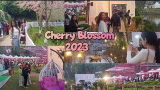 Cherry Blossom Festival Shillong 2023  Shillong Literary Festival 2023  Opening Day Full Tour [upl. by Naawaj]