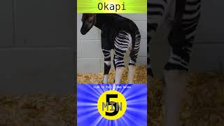 Okapi  Short [upl. by Wehtam]