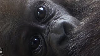 Baby gorillas make their debut at the Bronx Zoo [upl. by Whitcomb]