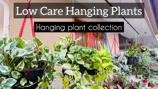 My Hanging Plant Collection  Low care hanging plants  Gardening in Malayalam  Home garden 🪴 [upl. by December476]