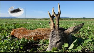 Hunting roebuck in August 3  480g roebuck on the parade [upl. by Sinegold]