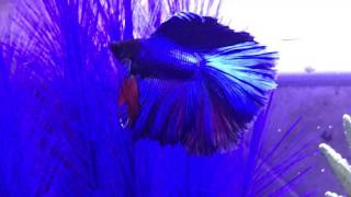 Betta Fish Swimming in new Fluval fish tank [upl. by Tuinenga]