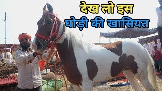 Malegaon horse fair 2019  यह घोड़ी नमस्ते करती है [upl. by Newsom]