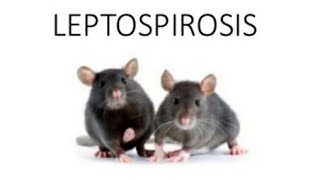 Leptospirosis weils disease [upl. by Aicad]