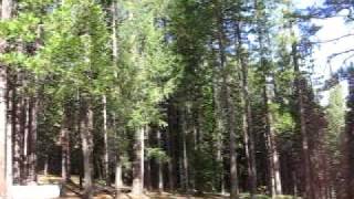 Pine trees in Yosemite National Park [upl. by Nihcas]