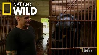 Bear Bile Farm  Animal Underworld [upl. by Huntingdon]