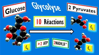 Biochimie comment le glucose se transforme en pyruvate  10 Réactions de la glycolyse [upl. by Chesna]