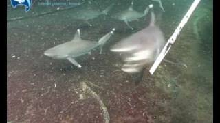 Shark Feeding machines Silvertips Part 1 [upl. by Ttemme]