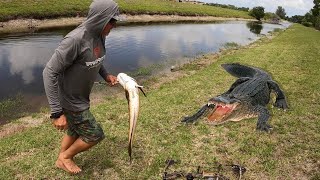 Hand Feeding Exotic Snakeheads to Giant Alligators Beware of the Gators [upl. by Chrystal438]