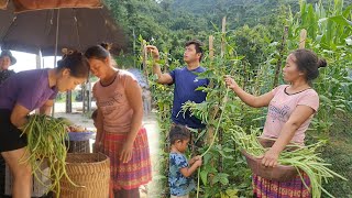 Daily life of a couple Harvesting beans to bring to the store to sell [upl. by Hernando]