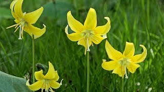 キバナカタクリと春の山野草 2018年4月13日 Wildflowers of Spring in Japan  大柿花山 栃木県栃木市都賀町大柿桜台  4K [upl. by Ttesil]