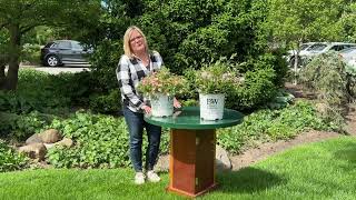 Kelly’s Corner Proven Winners Happy Face Hearts Potentilla amp Yuki Cherry Blossom Deutzia [upl. by Cicely]