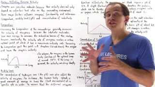 Factors Affecting Enzyme Activity [upl. by Adnamal]