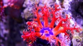 Aquarium La Rochelle  Holothurie tricolore  Sea apple [upl. by Ailhat472]