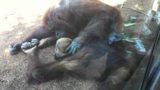 Orangutan love [upl. by Annahsit]