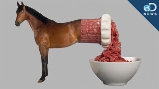 Would You Eat Horse Meat [upl. by Ardnoid]