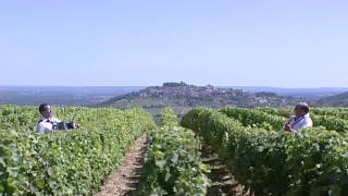 Vendanges en Sancerrois par l Orchestre Dominique et Stéphanie FLOQUET [upl. by Haraf]