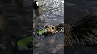 Germany  Nutria Coypu eating fruits  nutria wildlifeanimals coypu [upl. by Treble8]