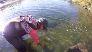 Hydrilla in the Bruneau River [upl. by Havard]