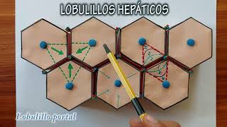 LOBULILLOS HEPÁTICOS [upl. by Leciram318]