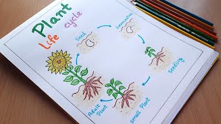 How to draw plant life cycle diagram  Easy plant life cycle diagram step by step  artYo [upl. by Grenier]