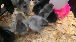 Our New AMERICAN BRESSE Chicks 🐣 Are Here chicks 🐥 [upl. by Aicatsue882]