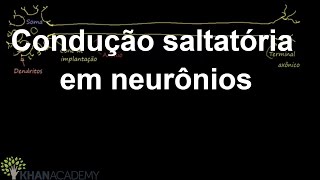 Condução saltatória em neurônios  Biologia Humana  Biologia  Khan Academy [upl. by Minna]