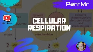 Cellular Respiration Song [upl. by Elime26]