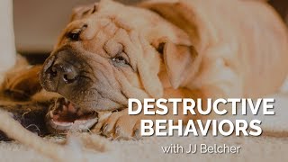 Dog Behavior Destructive Dogs [upl. by Renae]