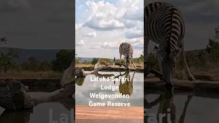 Laluka Safari Lodge  Welgevonden Game Reserve South Africa [upl. by Estrellita]