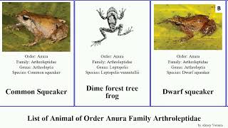 List of Animal of Order Anura Family Arthroleptidae frog leptopelis squeaker treefrog forest Frogs [upl. by Delastre]