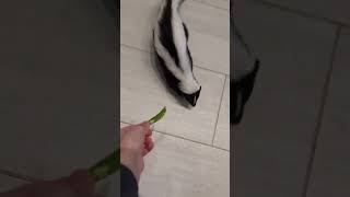 Skunk Sneaks in When I Open the Fridge 🦨🥶  Hilarious Surprise skunk [upl. by Carleton]