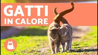 Come capire che un gatto è IN CALORE  Sintomi e cosa fare [upl. by Seiuqram219]