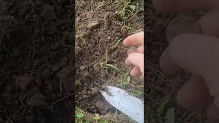 metal detecting first find of the day with minelab vanquish 440 [upl. by Aryajay]