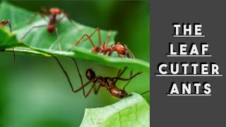 The Leaf Cutter Ants [upl. by Airamahs]