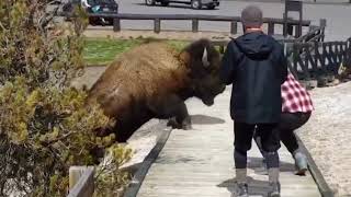 Terrifying Bison Encounter with Tourons [upl. by Acnoib]