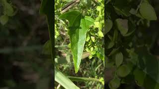 Лутига стріловидна Atriplex sagittata floweringplant nature [upl. by O'Mahony296]