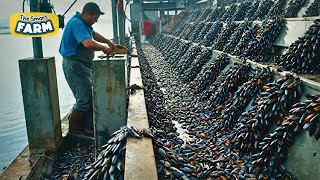 How TONS of Mussels Are Farmed A SemiAutomatic Mussel Production Line [upl. by Uella87]