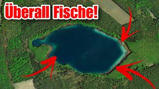 Was lebt in diesem kleinen glasklaren Waldsee [upl. by Refinnej]