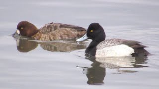 Lesser Scaup [upl. by Ignatz]