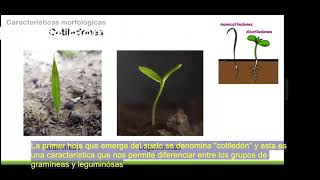 🎥Video 1 🌱quotMorfología vegetalquot🌱 [upl. by Nageet]