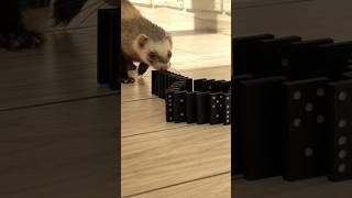 She Ruined Everything Ferret vs Dominos asmr satisfying animals [upl. by Marelya]