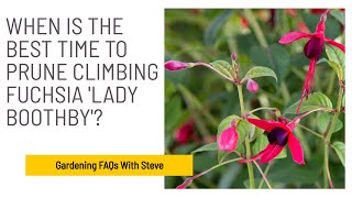 When is the best time to prune climbing Fuchsia Lady Boothby  Gardening for Beginners [upl. by Yee448]