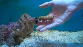 Playing with another Peacock Mantis Shrimp [upl. by Yelyak]