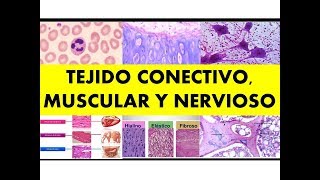 quotTEJIDO CONECTIVO MUSCULAR Y NERVIOSOquot por el Dr César Cayo [upl. by Leunas]