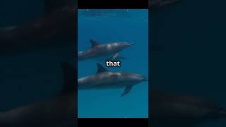 Pelorus jack the guide dolphinshorts viralvideo amazing [upl. by Eednar]