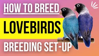 How to Setup a Lovebird Breeding Cage [upl. by Ajed]